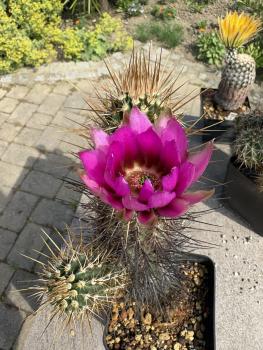 Echinocereus stramineus